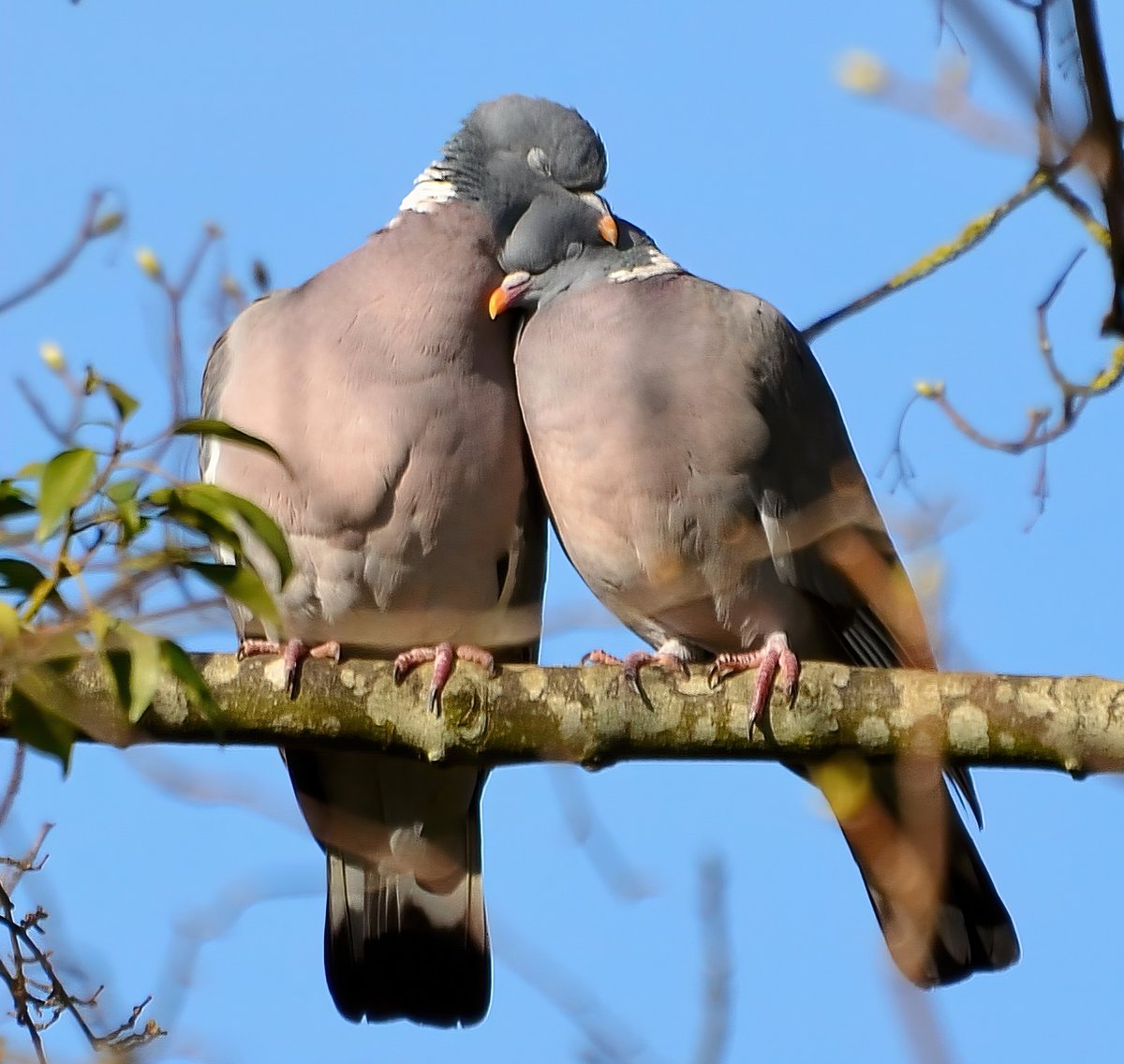 CarlBovisNature's tweet photo. Happy Valentine's Day to all my wonderful followers! 🥰 Guess who loves you? 🤔😉♥️ https://t.co/4DF2jAF0u7