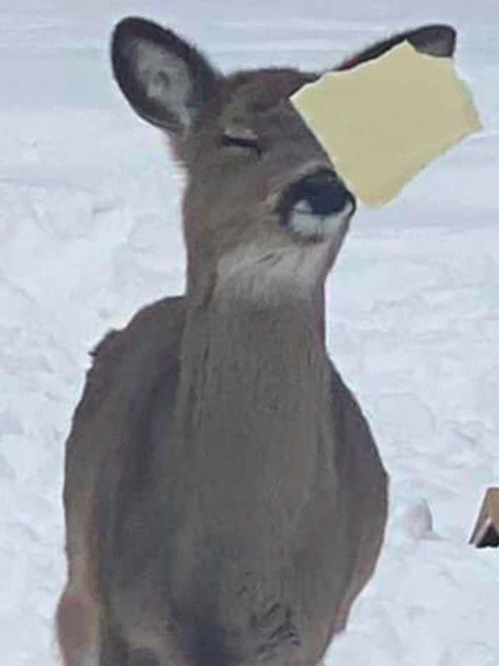 GalaxyZeinz's tweet photo. get  cheesed ,  stupid . https://t.co/JqcJGYAYod