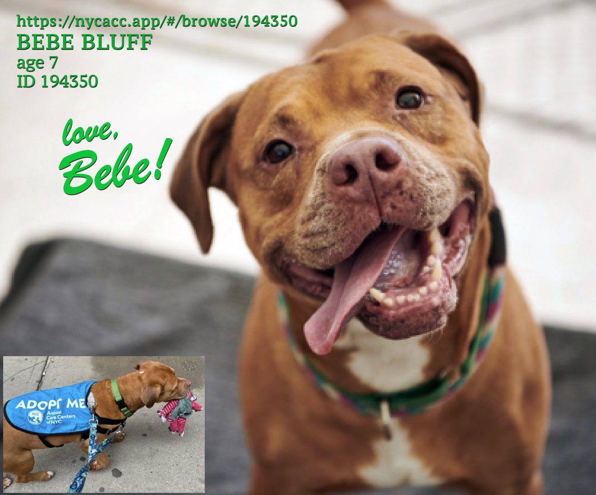 EASpenser's tweet photo. BEBE BLUFF, age 7 #SuperSpecialSingle
Feb 24th is this gorgeous girl's 1 YEAR Anniversary @ NYCACC! #WayWayWayTooLongStay!
Family out there with an #OnlyPet space yearning to be filled: #BebeBluff is The One💕
Her story:
https://t.co/fJcjgHaJGg
Apply here: https://t.co/5HsbU6F5Q2 https://t.co/2J0Fc5DnhV
