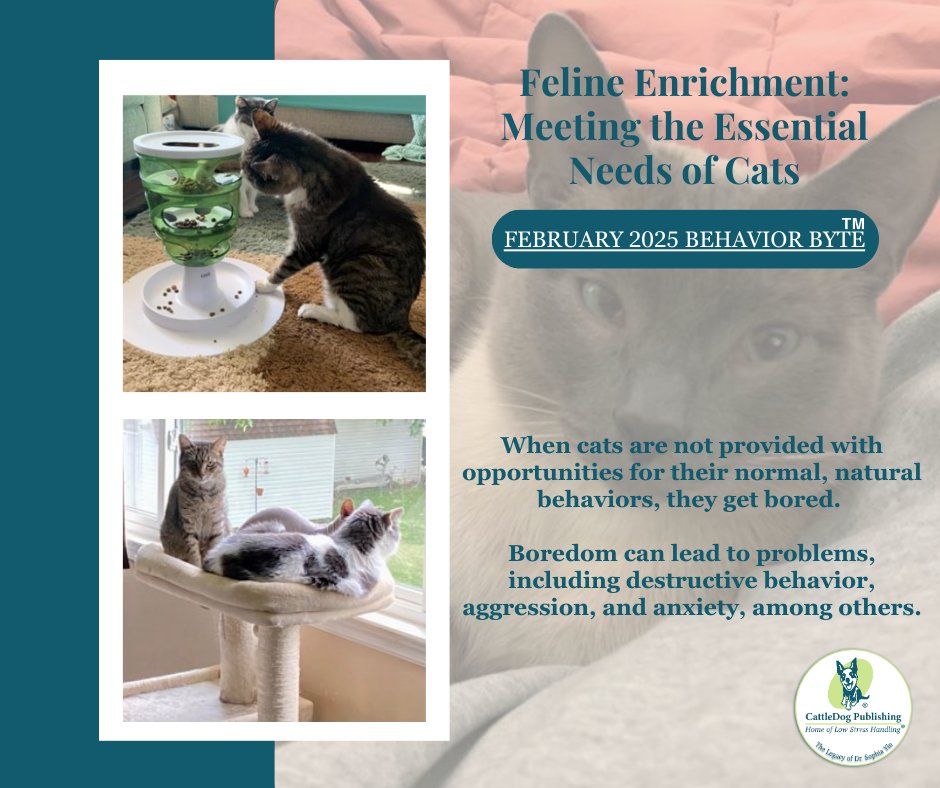 Meeting your cat's essential needs goes beyond providing food and water. Find out what you can do to make your cat's life the best it can be in the February Behavior Byte, available now. 
hubs.ly/Q0368Q3_0
#lifewithcats #cats