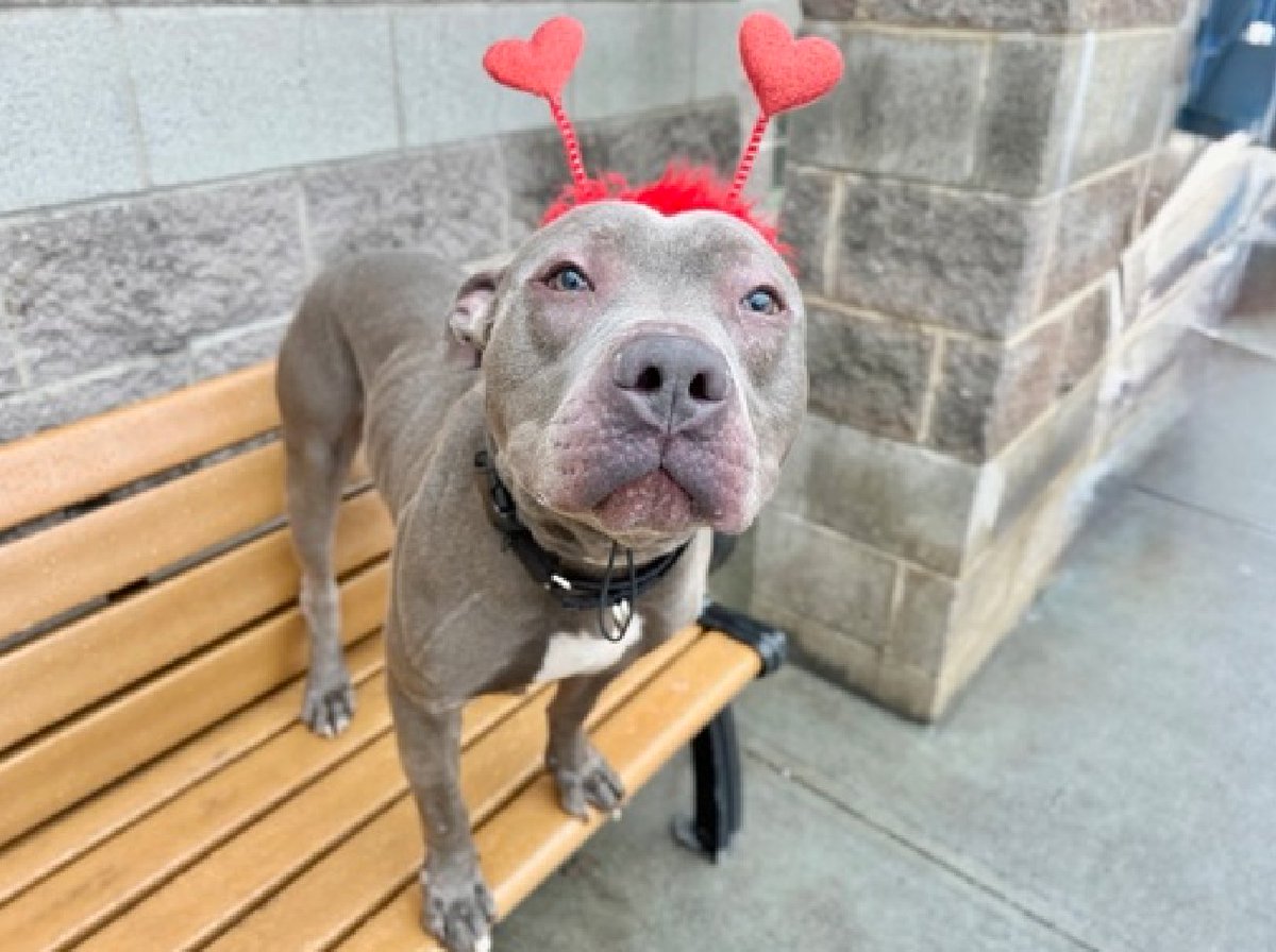 MyBoxerLuvMac1's tweet image. 💔Hargrove💔
#NYCACC #218315 3y
▪️KILL COMMAND ❗️

Precious sweetie's recovering from pneumonia,  now set 2 die!
Wandering loose in Jan.
Affectionate, grt behavr + on leash!
Deserves loving, N.East #Foster 2 heal + blossom, not death.

DM @notthesameone2
Pls #Pledge4ResQ
💞H