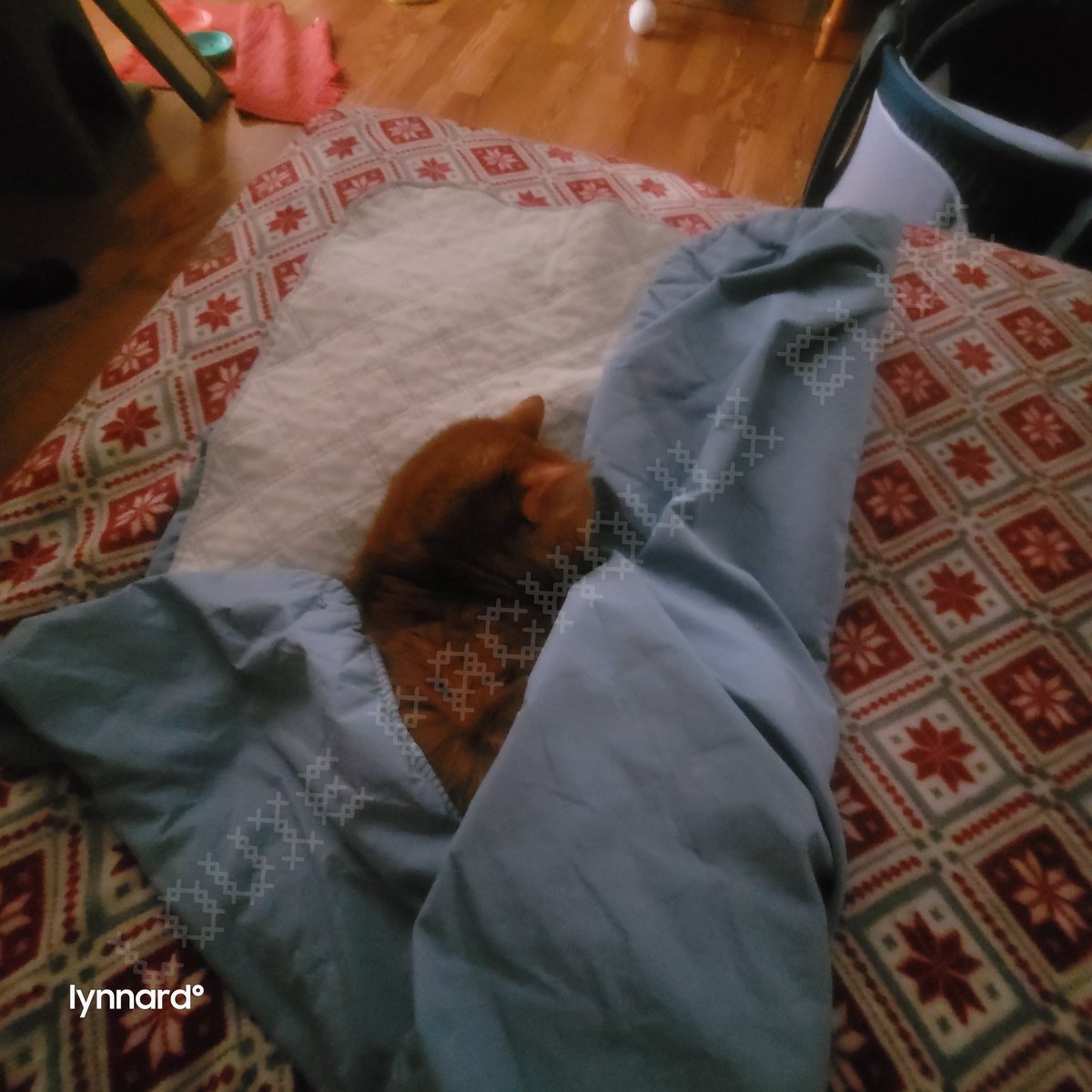 lynnslagle42's tweet photo. I'm not sure the world could handle it, if he was any cuter. #cerebellarhypoplasia #chlove #wobblykitty #chkitty #louiepatchouliblue #smallboi #cuteboi #kissableface #omghimssocute #howcanhebesocute https://t.co/ZgWRLo2xgZ