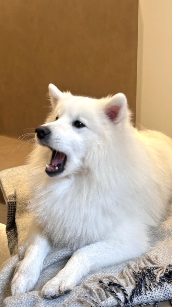 🐈｜ Thank you for your presence and for giving me warmth and beauty🦴