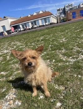 millypod1's tweet photo. 🆘11 FEB 2025 #Lost RONNIE #ScanMe
NERVOUS #Rescue Ginger Terrier Female
Fareham Leisure Centre #Fareham #Hampshire #PO14
She is a Rescue &amp; does not like strangers so please do not approach. 

Owner looking for sightings 🤞🏽
https://t.co/0GBcV05SxU https://t.co/cgArO8g79F