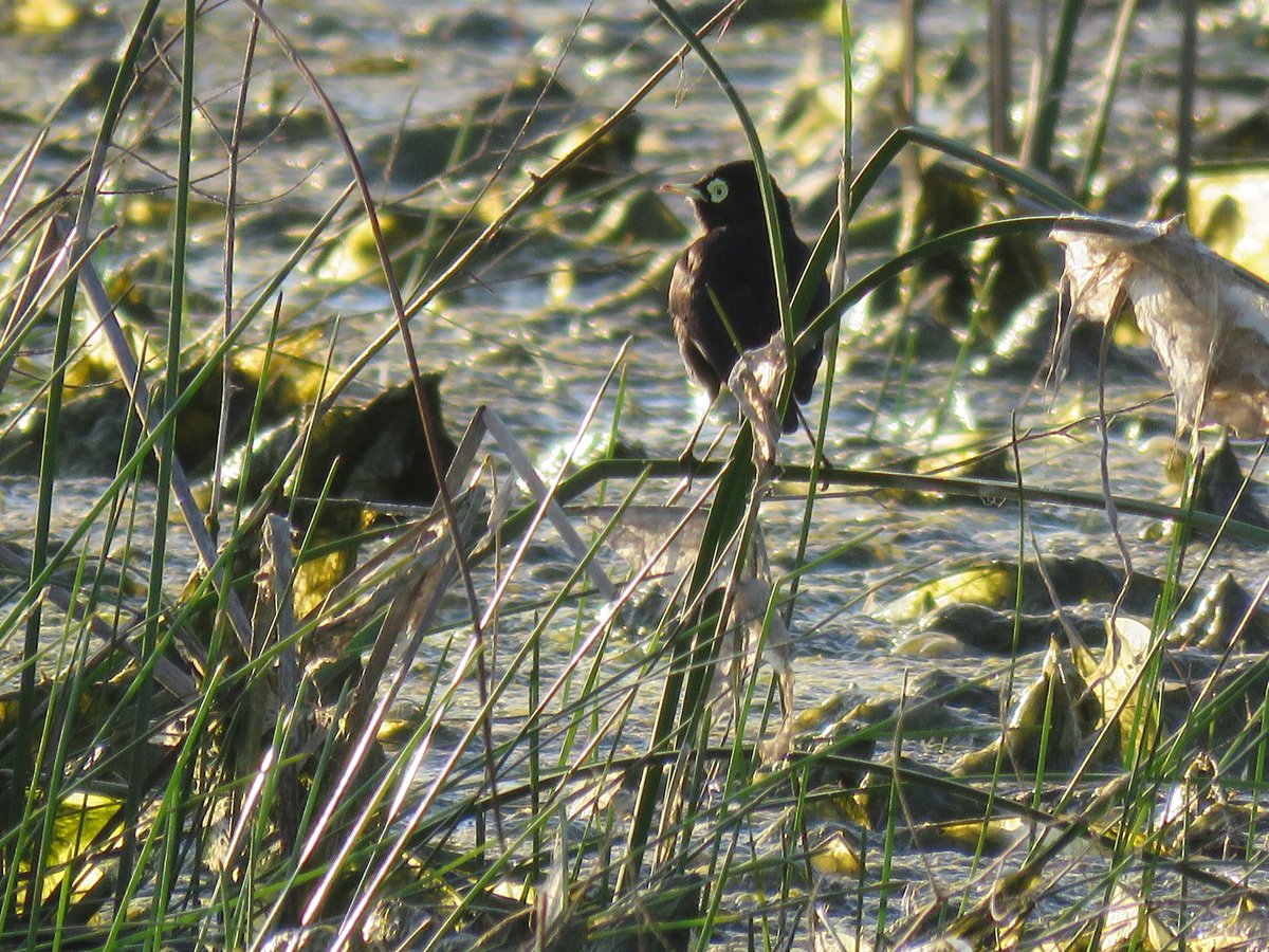 Run-run (Hymenops Perspicillatus Andinus) 🐦

Habita en ambientes con alta humedad, como son los #humedales y bordes de ríos y lagos. En la foto se ve un Run-run macho, característico por su ojo negro con anillo periocular amarillo. Le gusta comer bichitos 🐜

📍 Humedal Paicaví