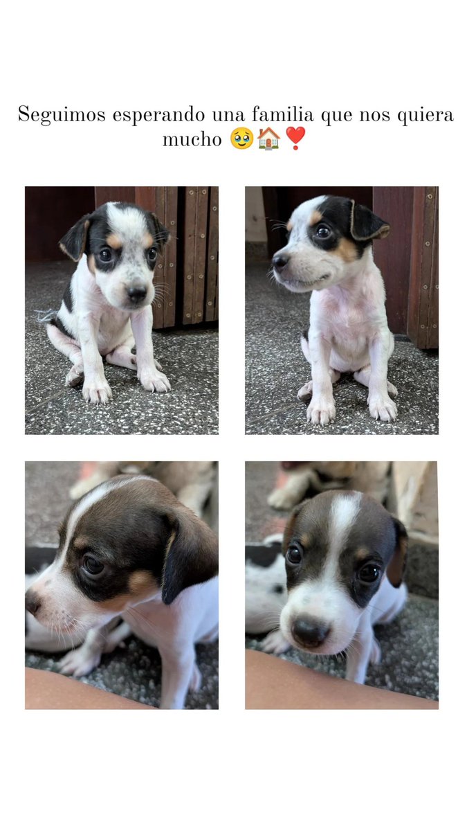 Adalala96's tweet photo. Holi! Porfis me ayudan a compartir para encontrarles casita a estas 2 pequeñas que fueron abandonadas junto con sus hermanitos que sí ya pudieron encontrar hogar, solo faltan ellas🥹❤️
0982292664
 @Ref_AdriMoreira @evaramirez05 @gordiporerror @hernanvam @rita_re_pulsa https://t.co/la0j1btPLW