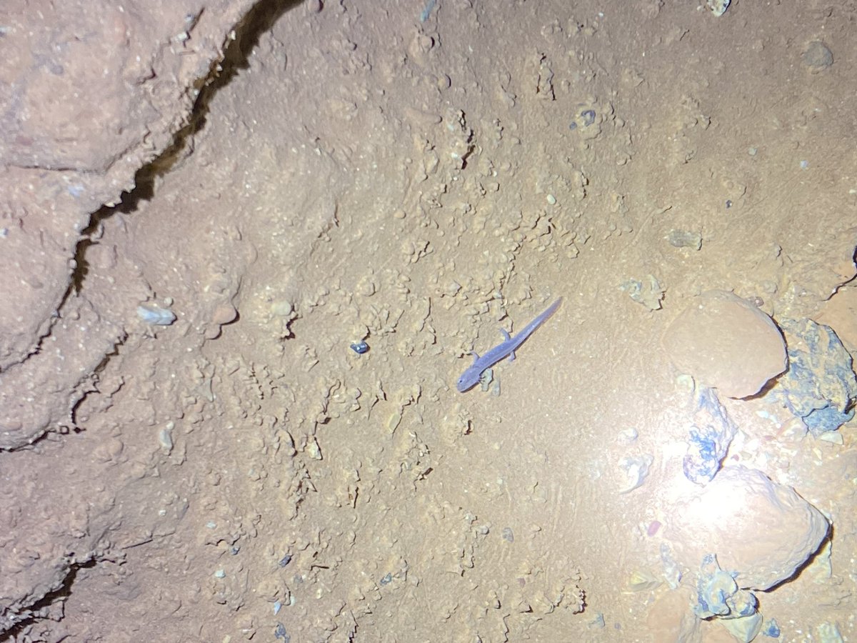 king ham tweet media