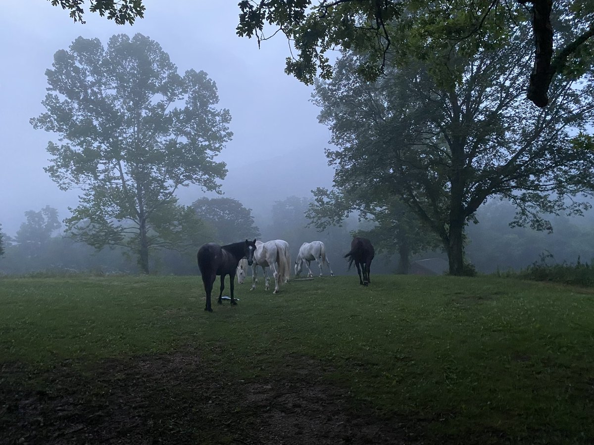 king ham tweet media