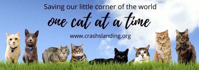 catgirl321's tweet photo. Absolutely heartbroken to let everyone know ‘SHOP for your CAUSE’ have CLOSED DOWN #CLICKtoDONATE💔
#Diesel @HalfordU made it his life’s mission to raise funds for @CrashsLanding via #CLICKtoDONATE
10,000 clicks in 2015 to 57,650 clicks in 2025💜🐾
Huge THANK YOU to you all❤️ https://t.co/5NfHPX9ucC