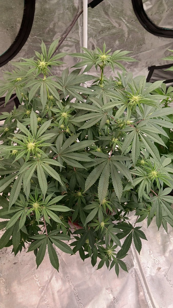 Smitty42075's tweet photo. Goth Girl is coming along nicely 🪴

Platinum float x Green Crack x Nightmare cookies (
#growyourown #cannabiscommunity https://t.co/wWXNLKOahP