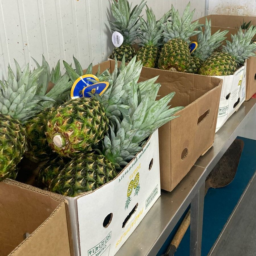 sagchile's tweet photo. Para proteger al país del ingreso de plagas y enfermedades, funcionarios de @sagchile inspeccionaron 🍍piñas provenientes de #Ecuador en @PuertoAntofagasta. https://t.co/aBYGSihy8Y