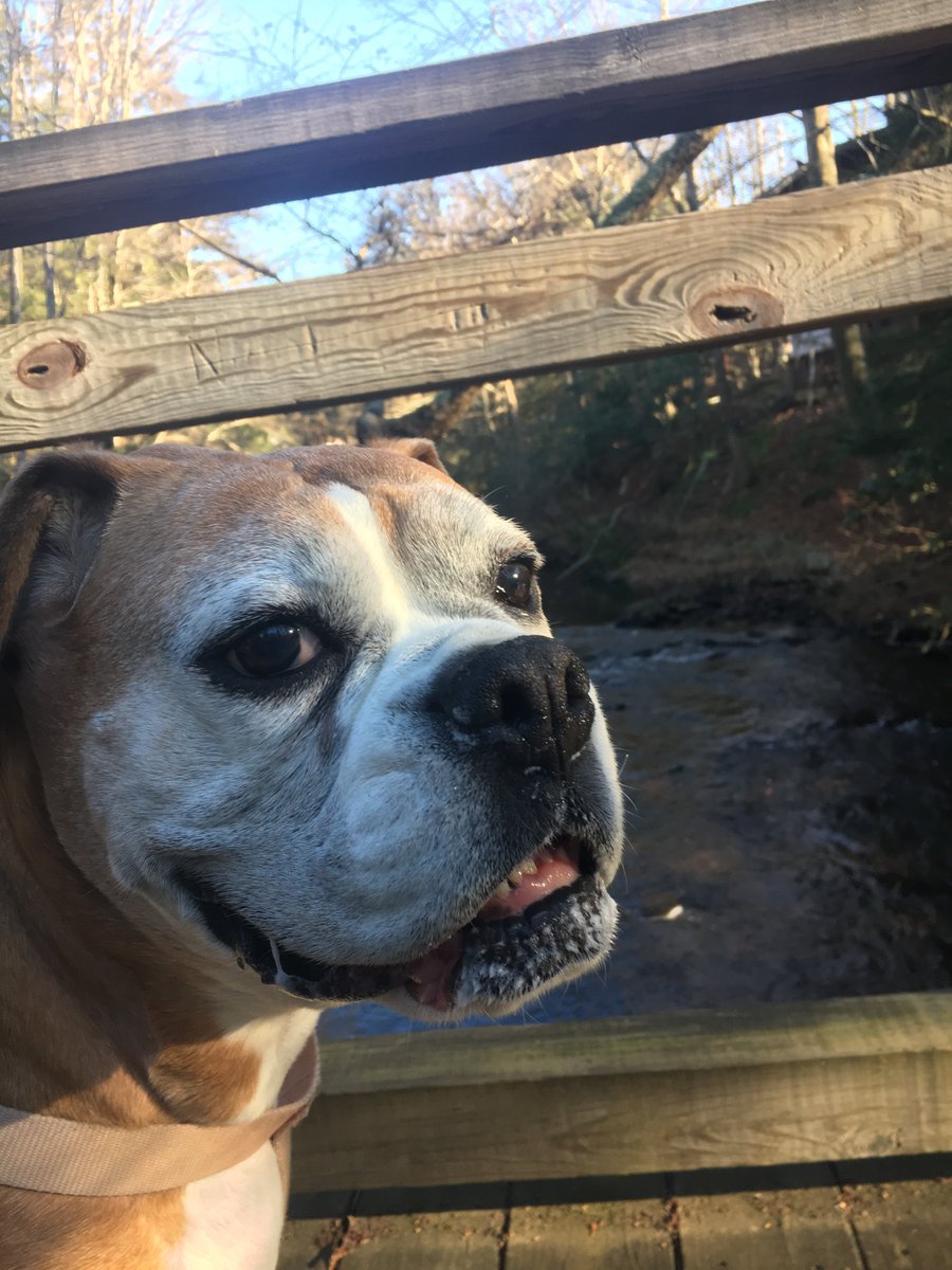 BellaBoosBros's tweet photo. #ThrowbackThursday
Bella Boo at BooBoo Bridge
#bromocrew #RIPBellaBoo https://t.co/GZu0bUWoLK