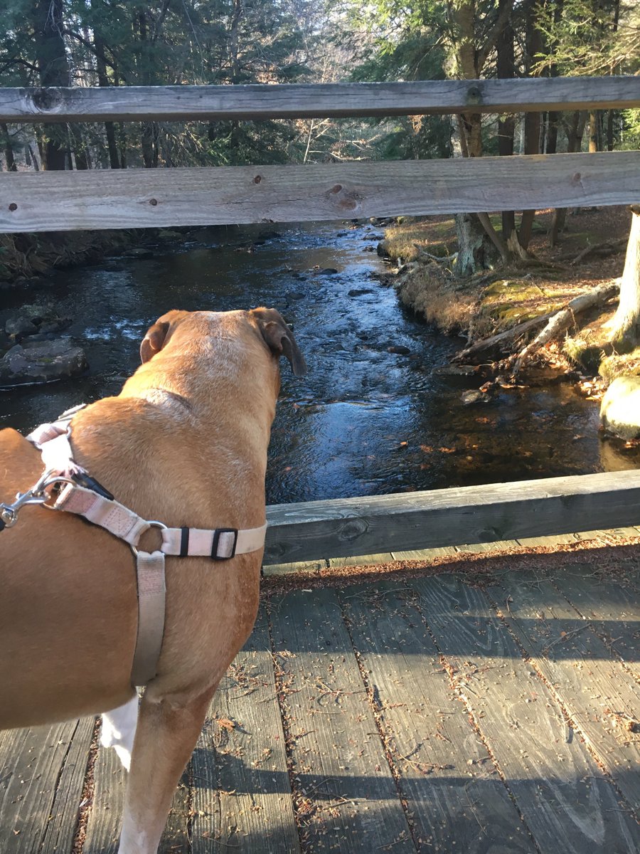 BellaBoosBros's tweet photo. #ThrowbackThursday
Bella Boo at BooBoo Bridge
#bromocrew #RIPBellaBoo https://t.co/GZu0bUWoLK