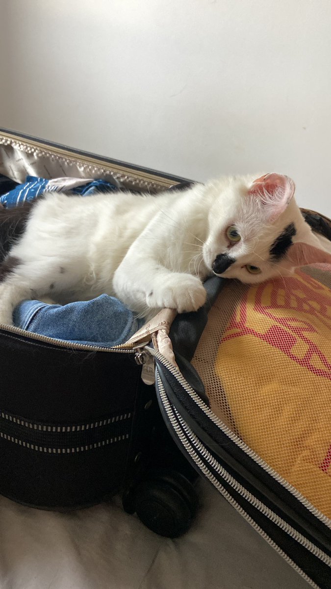 crolguedes's tweet photo. toda vez que vou viajar minha gata fica assim na minha mala, o que me faz repensar se eh realmente necessário viajar https://t.co/zjEMMIQmeI