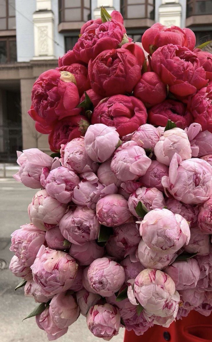 Şakayıkları beğenince özel animasyon çıkıyor #ValentinesDay