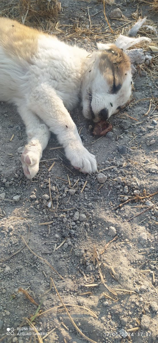 cuentaconmigo01's tweet photo. *Reporte ciudadano*
Este caso de crueldad se denunció al ayuntamiento de Puebla la administración pasada en mayo 24 y en @FiscaliaPuebla carpeta 006826-2024 sin que hasta la fecha nadie haga nada, la situación empeora cada día. Col. San Miguel la Venta.
@armentapuebla_ https://t.co/CloUtlcIgR