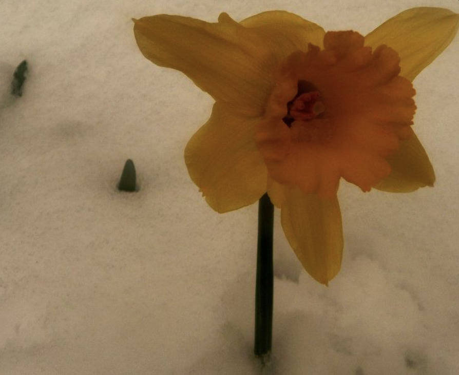 Donall Dempsey tweet media