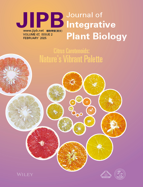 JIPBio's tweet image. A little #sweet, a little #sour...we&apos;re bringing #citrus sunshine to your timeline!🍊
Our latest cover highlights work by Sun et al. that explores the regulation of #ethylene-induced #orange coloration in Satsuma.
doi.org/10.1111/jipb.1… @wileyplantsci #PlantSci #agriculture…