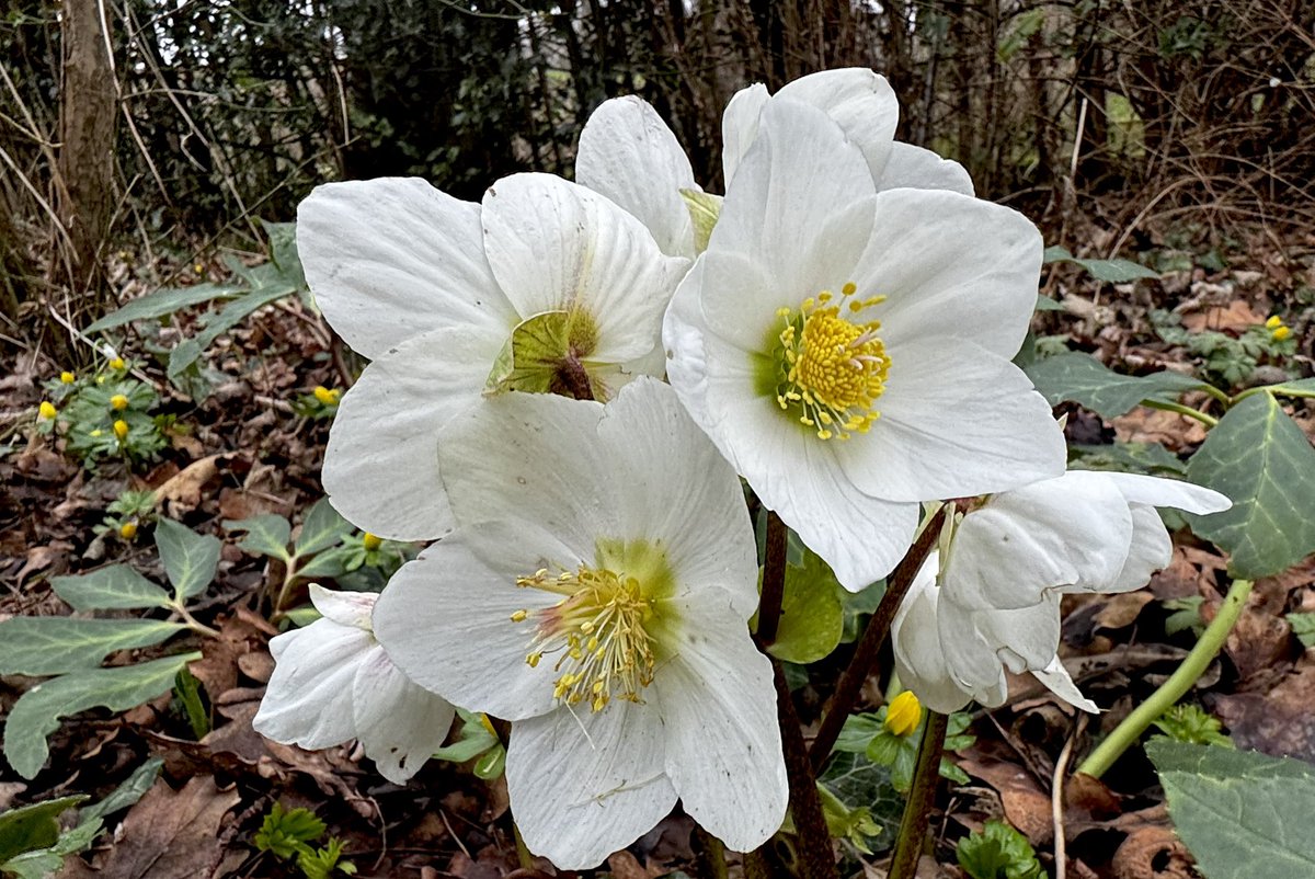 Simon Ross tweet media