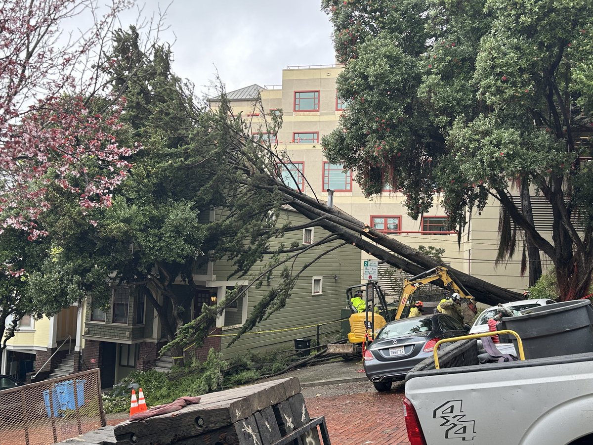 pcnotpc's tweet image. 2/13/25 Winter rain, storm toppled this tree near UCSF Parnassus and 3rd Ave. Note the brick roadway. #CAwx #SanFrancisco #InnerSunset