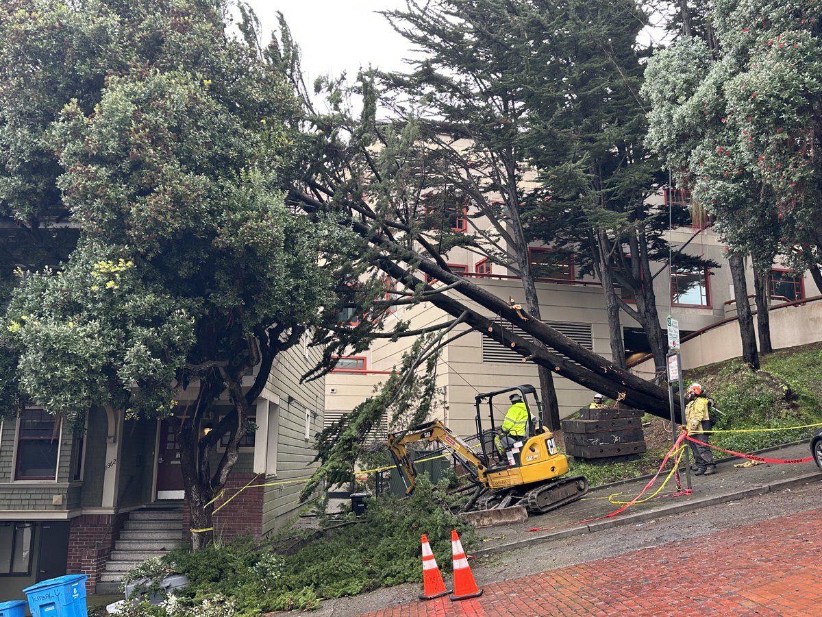 pcnotpc's tweet image. 2/13/25 Winter rain, storm toppled this tree near UCSF Parnassus and 3rd Ave. Note the brick roadway. #CAwx #SanFrancisco #InnerSunset
