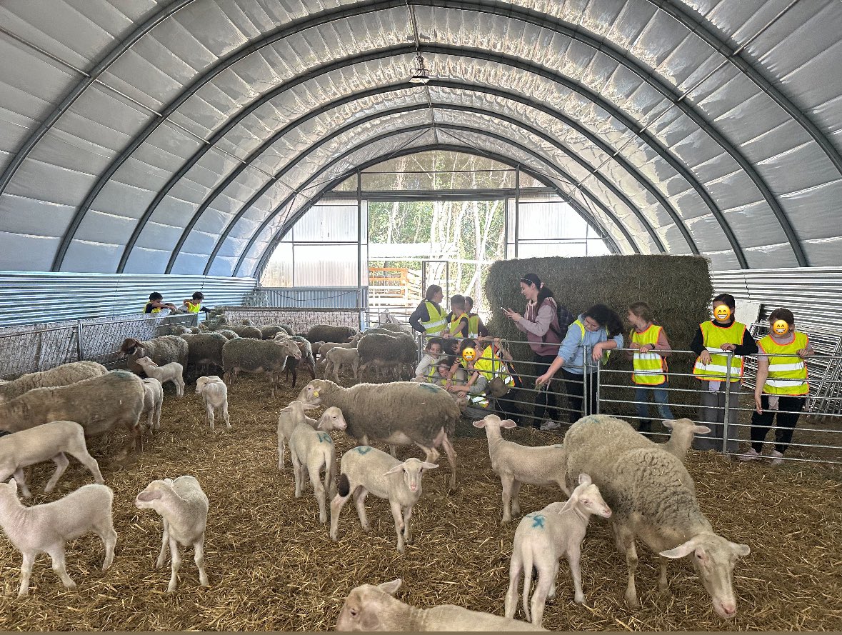 RemiDumas34's tweet photo. Découverte du métier d’agriculteur pour les élèves de l’école élémentaire de St Genies des Mourgues
Après les interventions de notre collaboratrice Marine, dans toutes les classes, les élèves de CM1 et CM2 sont venus cet après-midi à la bergerie 🐑😁
#transmition #promometier https://t.co/accRQ0gSvj