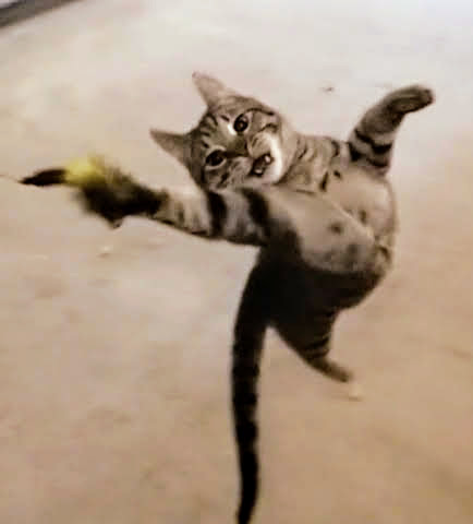 davidczech's tweet photo. Super-Joe was getting a jump on his day, get a jump on yours! #action #jumpingcat
Have any leaping into action shots? https://t.co/widfC29CF5