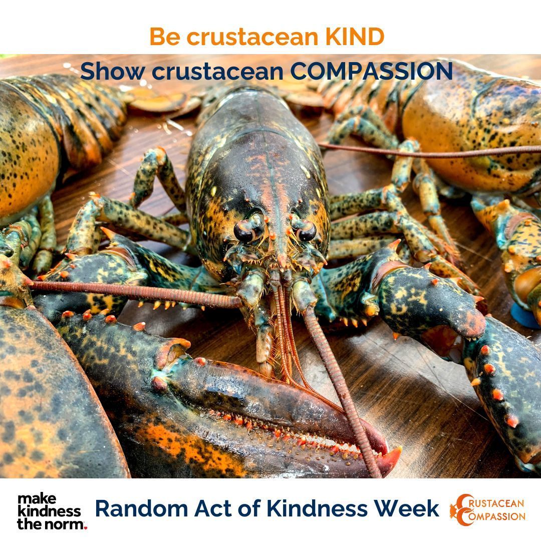 crab_welfare's tweet photo. Be crustacean KIND
Show crustacean COMPASSION
This #RandomActOfKindnessWeek, extend your kindness to all creatures.
Be a compassionate consumer and don't:
โ Buy live
โ Boil alive
โ Post alive
https://t.co/bm2PHuKz7Z https://t.co/rieAfJpYQW