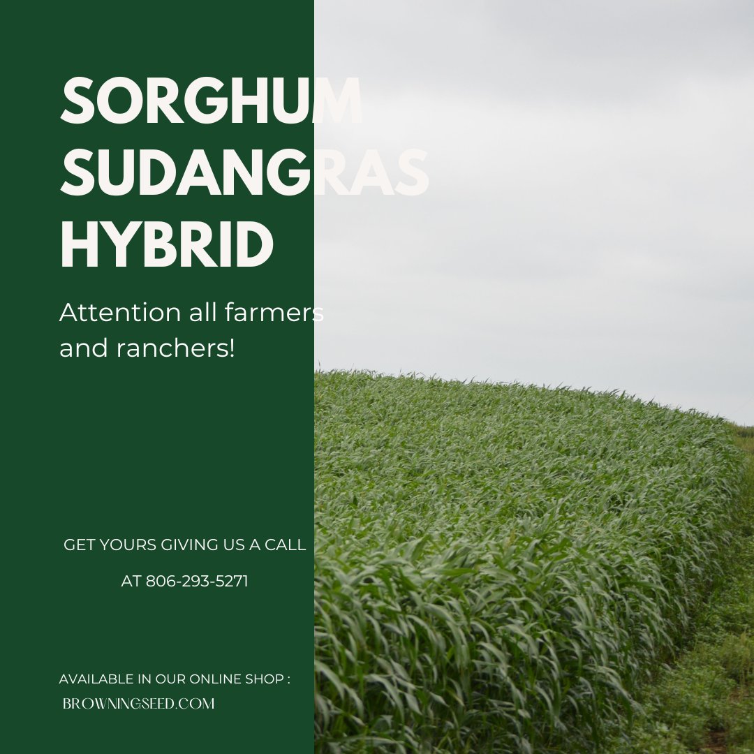 BrowningSeed's tweet photo. 🌱 The Best in Quality: Cadan 99B® WMR® Sorghum Sudangrass Hybrid 🌱

For over 60 years, we've been perfecting the best Sorghum-Sudangrass Hybrids for operations of every size! Cadan 99B® WMR® a premium, red seeded, leafy hybrid packed with nutritional value. 🐄🌾 https://t.co/Yl3SGk4g4n