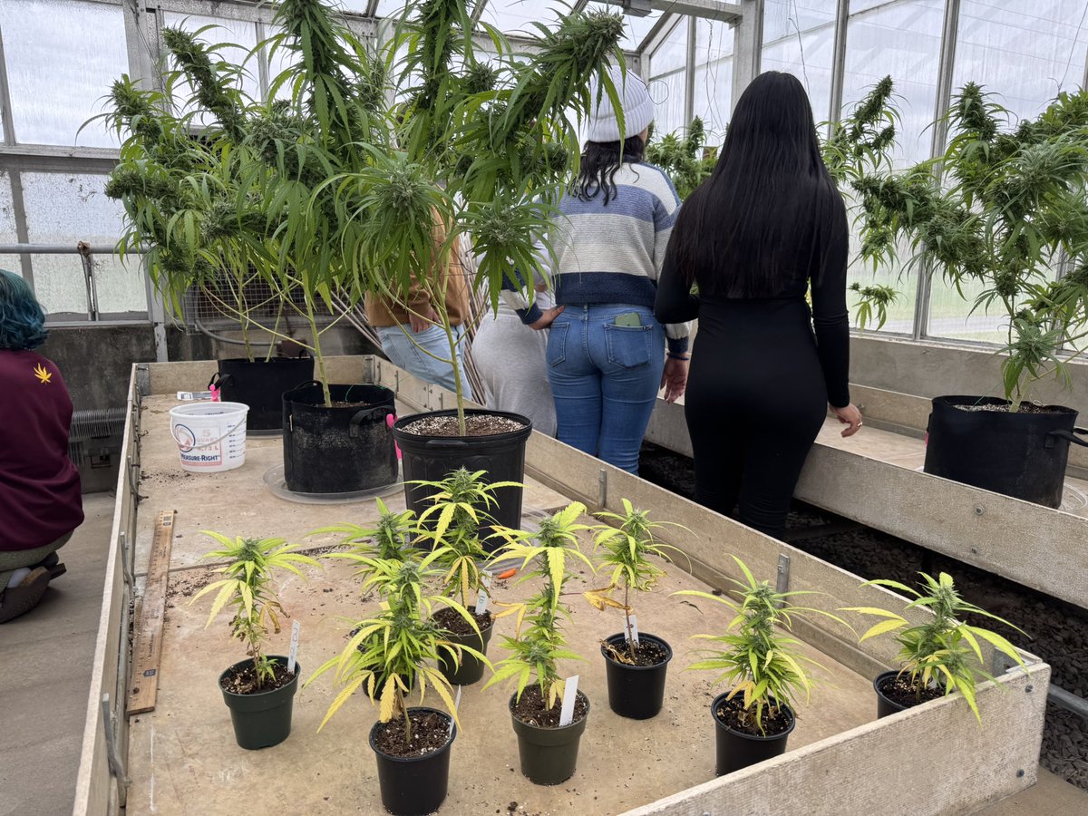 JoseLemePhD's tweet photo. 🪴 In the meantime, we are still testing new cultivation practices and teaching the symptoms of water stress, nutrient deficiency, plant manipulation, etc."  

#controlledenvironmentagriculture #cea #controlledenvironmentag #horticulture #cannabis #plantsciences #siuc #thisissiu https://t.co/ojz7vYOnYE