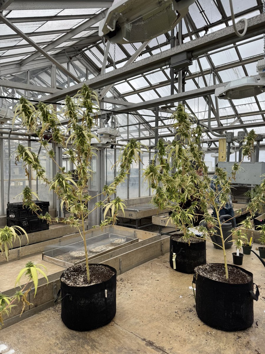JoseLemePhD's tweet photo. 🪴 In the meantime, we are still testing new cultivation practices and teaching the symptoms of water stress, nutrient deficiency, plant manipulation, etc."  

#controlledenvironmentagriculture #cea #controlledenvironmentag #horticulture #cannabis #plantsciences #siuc #thisissiu https://t.co/ojz7vYOnYE
