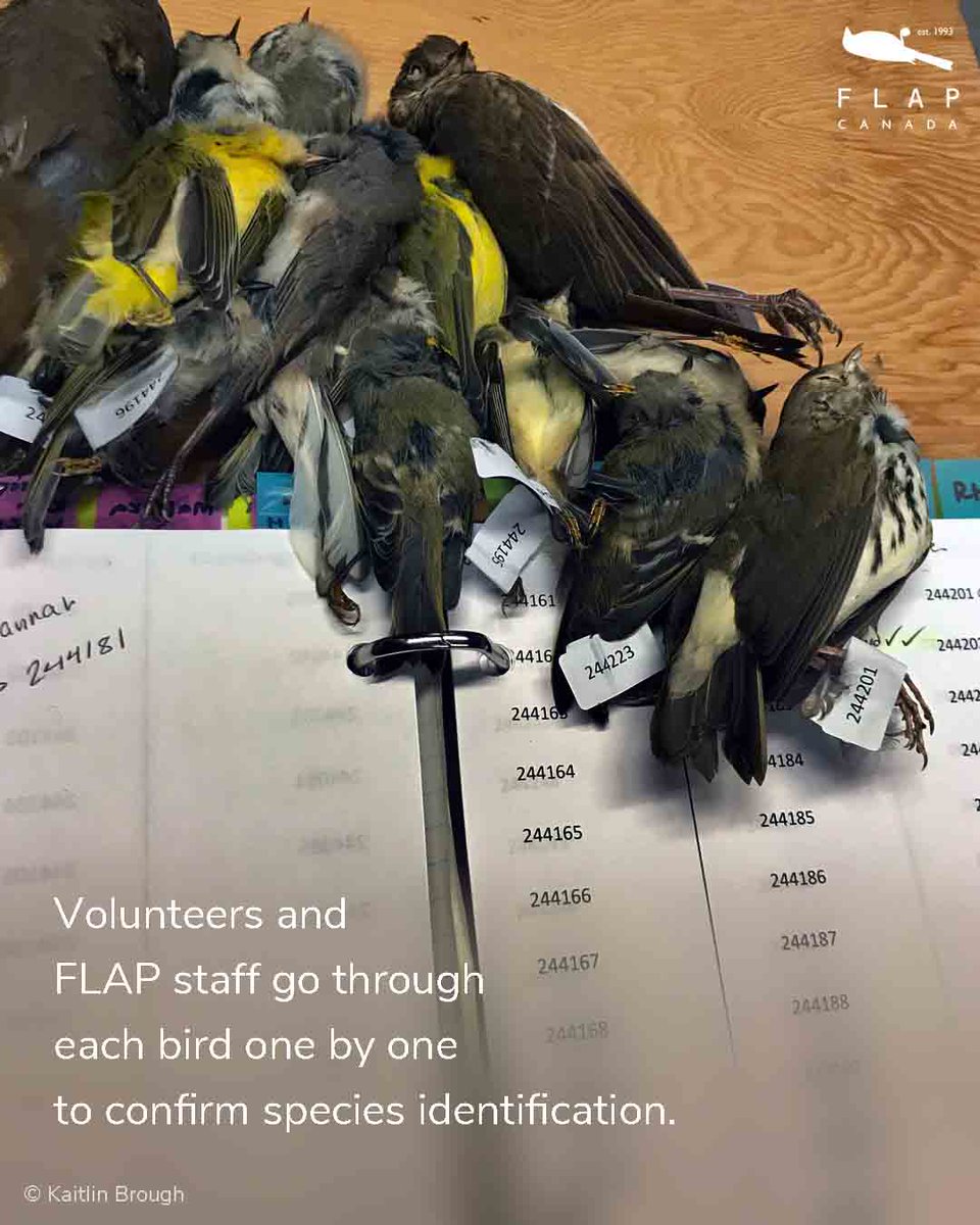 FLAP Canada tweet media