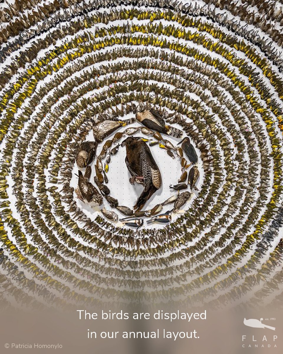 FLAP Canada tweet media