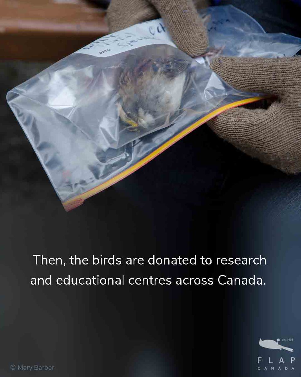 Have you ever wondered what happens to the thousands of birds that FLAP volunteers pick up?