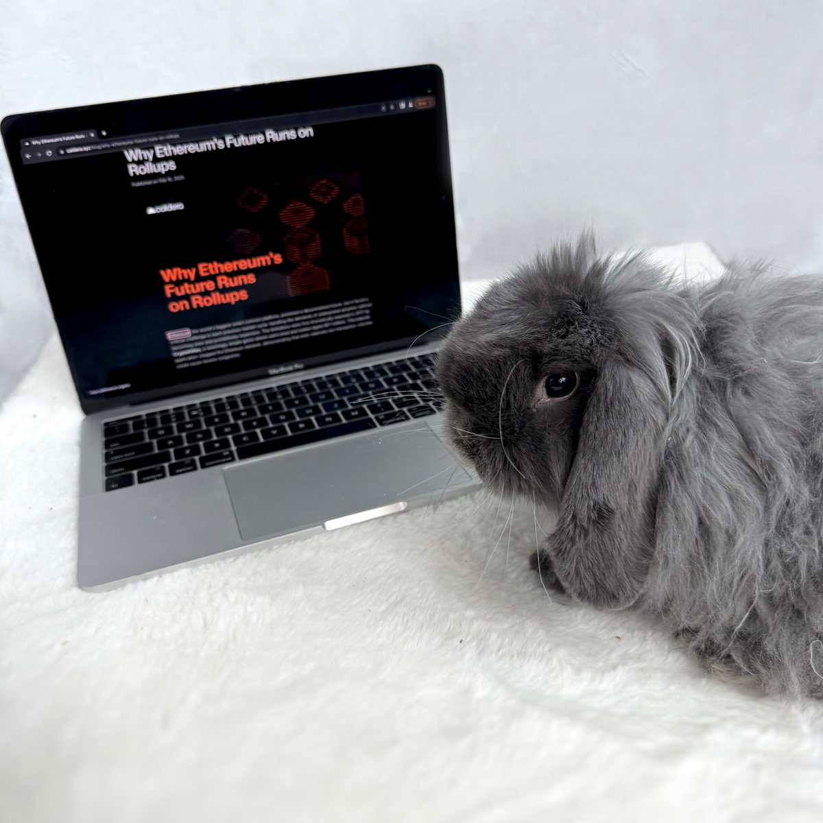 Calderaxyz's tweet photo. Meet our newest team member Fuji https://t.co/wLAJqKaQWT