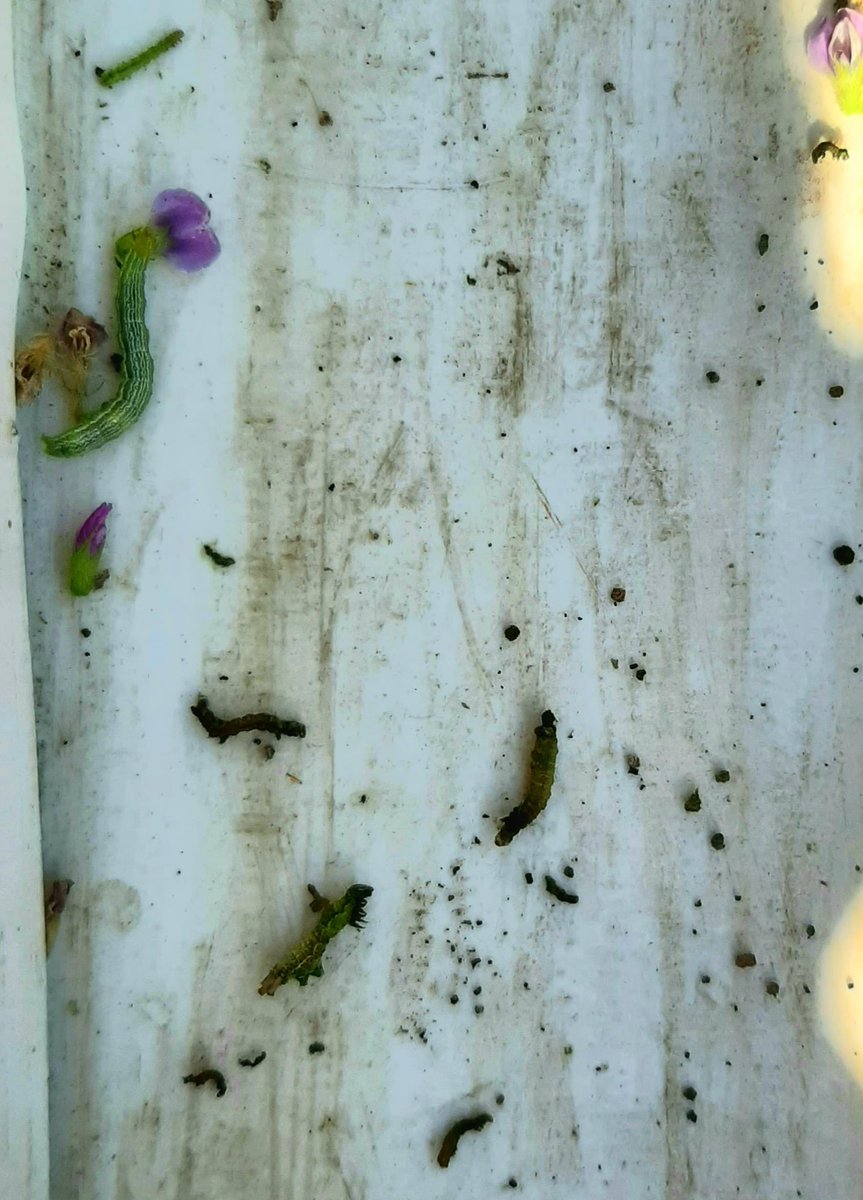 FFSemillasQml's tweet photo. 🌱 Lote de #soja con alta presión de Rachiplusia 🐛
👉 4DDA con UPHOLD (Metoxifenocide +Spinetoram)
💣💣
.
📍Ruta Provincial 92 S/N Quimilí, Santiago del Estero.
. 
@ffsemillasquimili 
.
.
.
#pioneer #pioneersemillas #hechoparacrecer #maiz #maíz #soja #agro #agronomia #siembra https://t.co/IHaZ7vwYQu