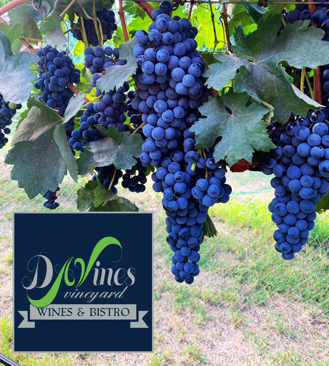 Be part of an unforgettable wine-tasting journey to benefit public radio. At the First Press Fine Wine Festival on March 1, you’ll sip exceptional wines like those from DaVines Vineyard. bit.ly/3WW6LWQ 
Tickets here:! bit.ly/40ASX6z
#winetasting #classicalmusic