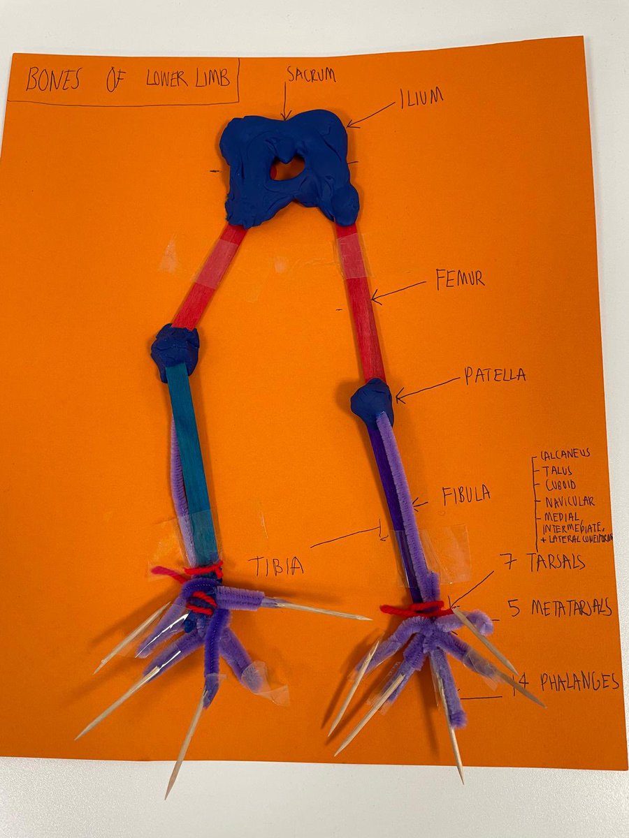 We enjoyed learning our anatomy by making models of joints with our Year 1 MSc OT students today. These are definitely memorable, let’s hope they don’t come across joints quite like these on placement!