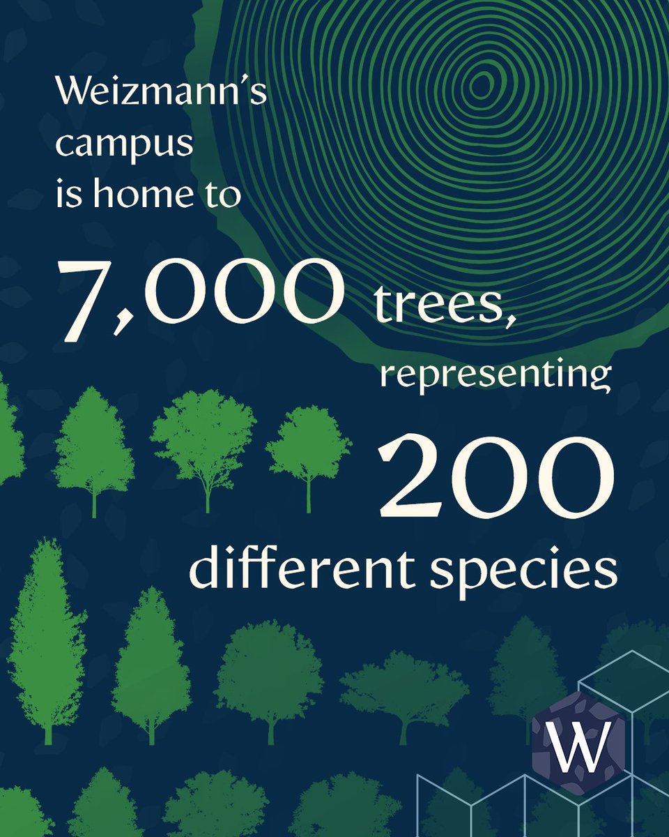 WeizmannInstituteUSA (@weizmannusa) on Twitter photo Happy Tu B'Shvat - birthday of the trees! Did you know that Weizmann's campus is home to 7,000 trees representing 200 different species?
Click here to see more facts and figures from <a href="/WeizmannScience/">Weizmann Institute</a>'s Impact Report: weizmann.ac.il/impact-report/…
___
#tubshvat #trees #nature Happy Tu B'Shvat - birthday of the trees! Did you know that Weizmann's campus is home to 7,000 trees representing 200 different species?
Click here to see more facts and figures from <a href="/WeizmannScience/">Weizmann Institute</a>'s Impact Report: weizmann.ac.il/impact-report/…
___
#tubshvat #trees #nature