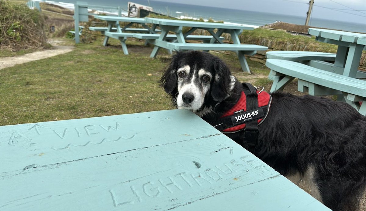 HabasherYanni's tweet photo. Eye had sossidges 4 mye secund breakfast dis mawnin' Woof!  #TheJamPot #Gwithian #Kernowdog #OldDogsRule #Kernow https://t.co/gUBwofzTMO