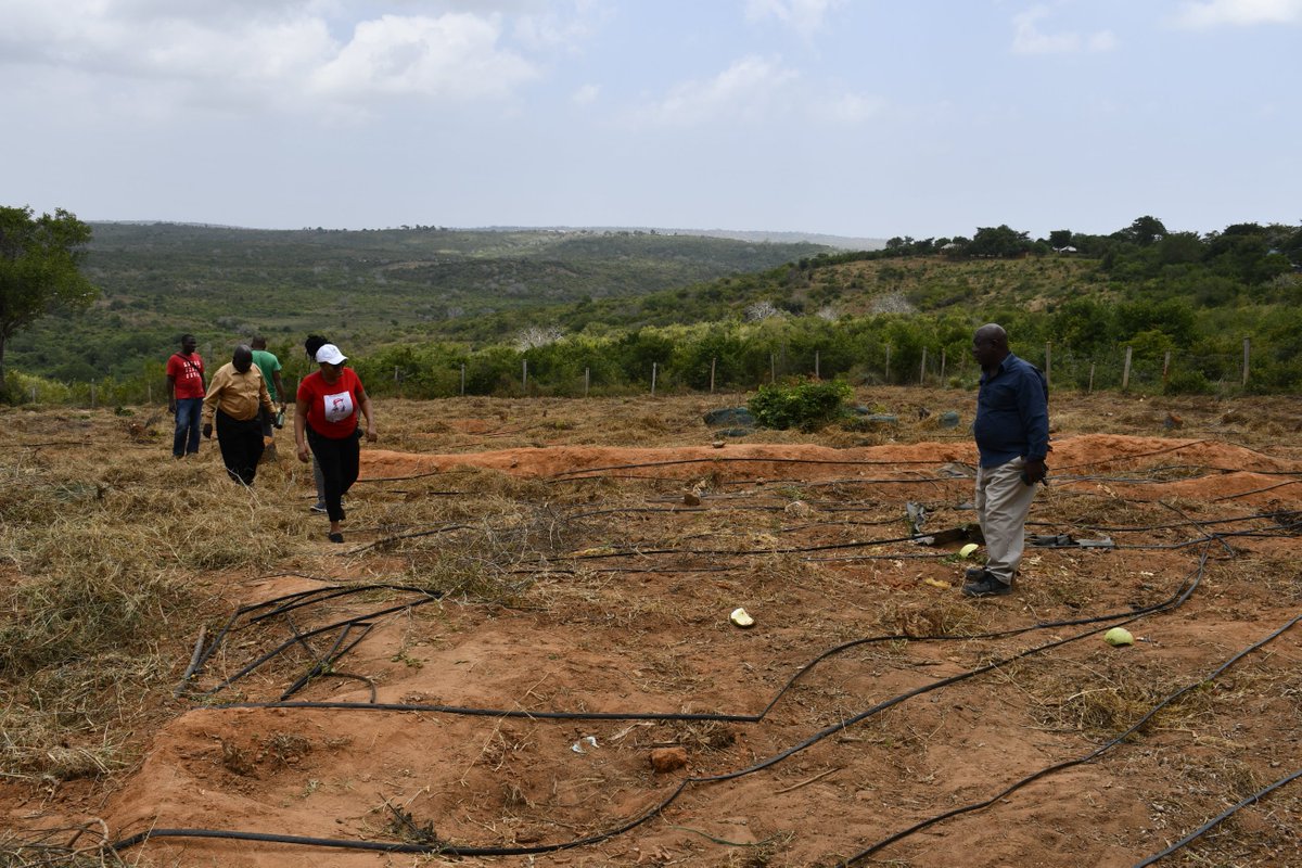 KwetuKE's tweet photo. The FEED Project is advancing water-efficient farming! Today, we assessed drip irrigation systems at Kimbule & Magogo Primary Schools in Ganze Sub County. Next step: installing 2 demo systems to showcase water-saving practices.
#Kwetu #SustainableFarming #FEEDProject https://t.co/EkS4mTEXIr