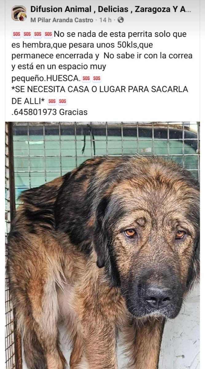 up_person's tweet photo. 🆘🆘🆘 Encerrada, necesita ser rescatada pero hace falta una #AcogidaUrgente y/o #Adopción.. Está en #Huesca. Contacto ☎️ 645801973 https://t.co/QTeajzArIq