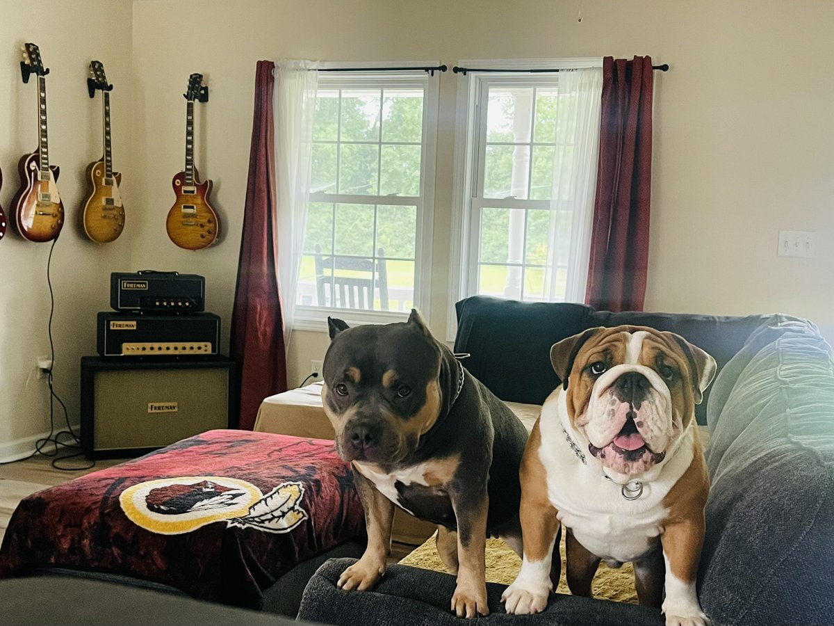 jayrockhttr's tweet photo. @Cobratate Yup that’s my English bulldog named “G” like a real G with his sister Josie https://t.co/jCbdeMnrcc