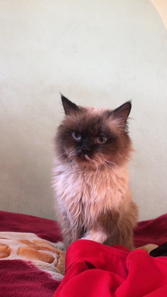 MOHAMMED𓂆 tweet media