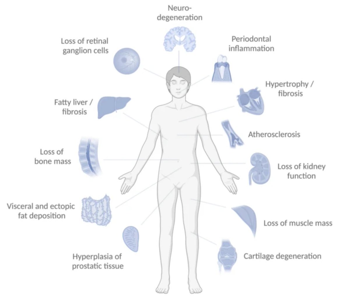 GeroScienceAGE's tweet photo. 📢New open🔓 access article proposes a battery of medical imaging protocols, including #magneticresonanceimaging, #positronemissiontomography, #computedtomography, and #opticalcoherencetomography, to assess age-related processes preceding #diseaseonset.

In vivo medical imaging for assessing geroprotective interventions in humans by Jonas E. Svensson (@jaralaus), Martin Schain & Pontus Plavén-Sigray.

https://t.co/nbnDW9IKhY

#Biomarkers #geroprotection #drugdevelopment #agerelateddisease #imagin