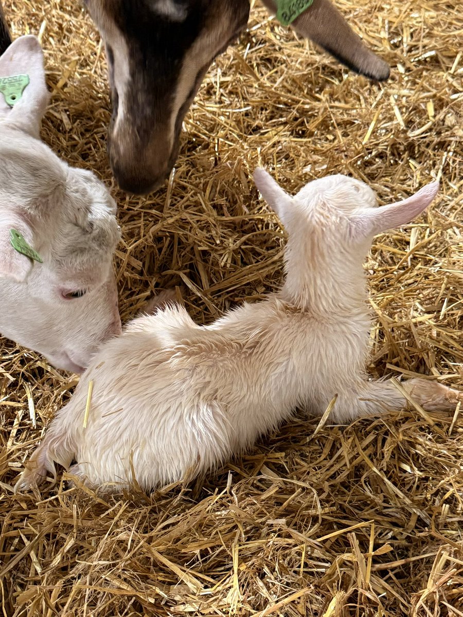 Heerlijk dagje lammeren in Oldebroek.

In 2 weken tijd worden hier zo’n 800 geitjes geboren. Prachtig al dat nieuwe leven en mooi om een dagje te kunnen helpen.