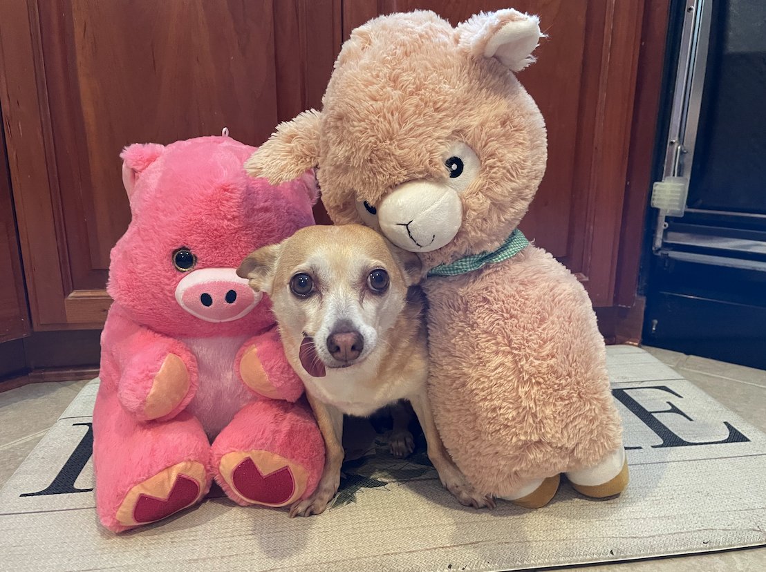 AngelWithPaws's tweet photo. FINAL HOURS - WE NEED YOUR HELP!
Today is the LAST DAY to vote for Letti Betty! We’re so close to the next round, and winning means prize money for Frosted Faces to help more senior pups! Vote now &amp; share! #AdoptDontShop #SENIORDOG 
https://t.co/T9qnlB5UjL https://t.co/G5U3Qsd3p9