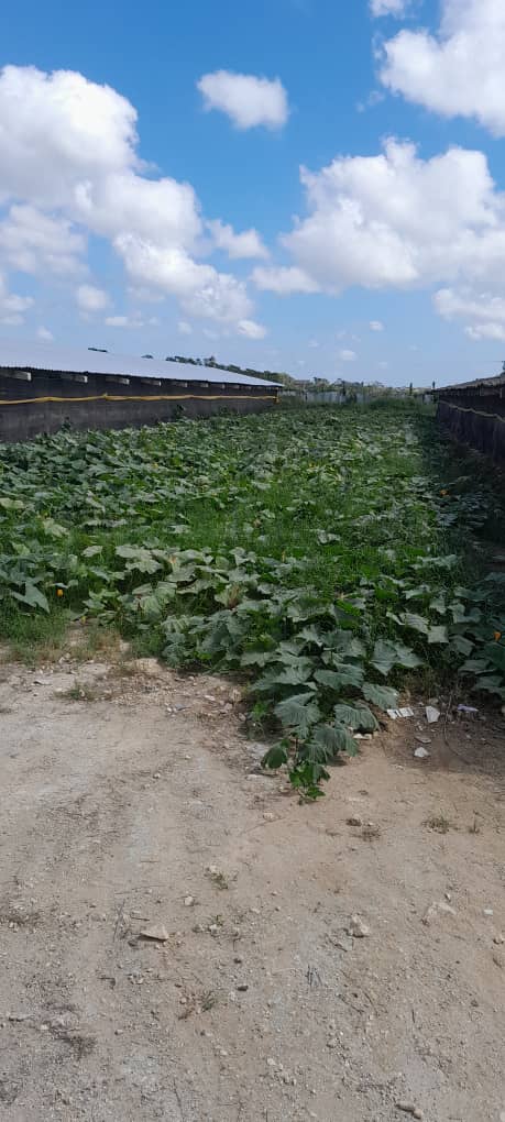 RicardoArtemisa's tweet photo. Como parte de la visita gubernamental que se realiza a la provincia de Artemisa visitamos hoy la granja avícola Alianza Obrero Campesina. https://t.co/UKnpvwbqEm