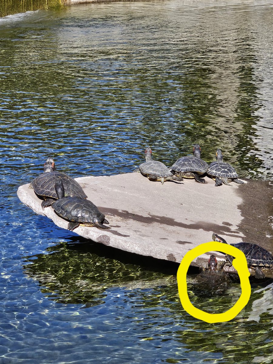 The last few weeks have reminded me of a turtle I watched trying to get up a slippery rock, and he didn't give up until he made his way to the top. #hope #persistence