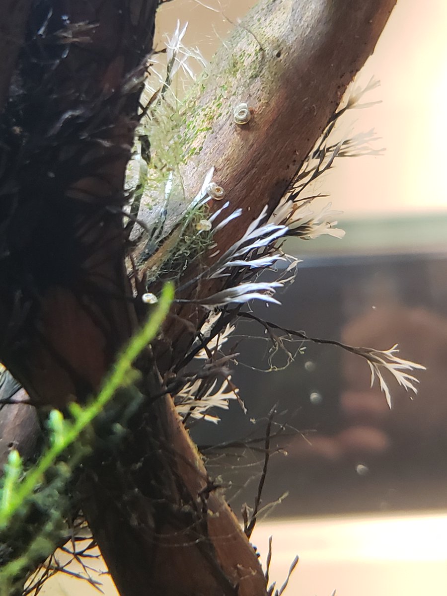 New paper just out - Aquatic Xylaria - exotic fungus introduced into the United States tandfonline.com/doi/full/10.10…
#fungi #mushrooms